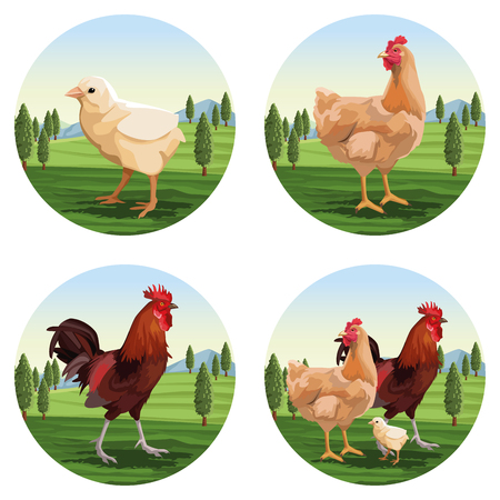 chicken and roaster cartoons round icons vector illustration graphic designのイラスト素材