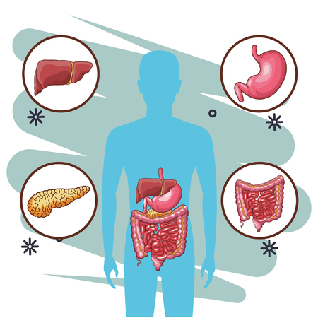 anatomy human organ cartoon vector illustration graphic designのイラスト素材
