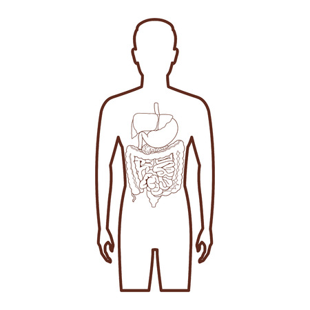 anatomy human organ cartoon vector illustration graphic designのイラスト素材