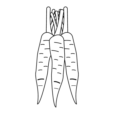 Carrots vegetables food isolated vector illustration graphic designのイラスト素材