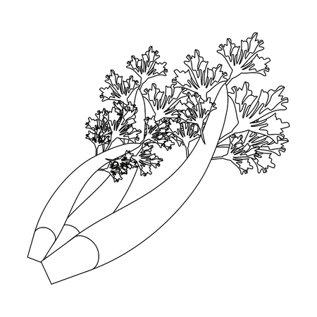 Coriander leaves fresh isolated vector illustration graphic designのイラスト素材