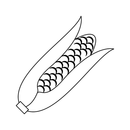 Corn fresh vegetable isolated vector illustration graphic designのイラスト素材