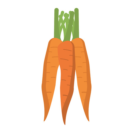 Carrots vegetables food isolated vector illustration graphic designのイラスト素材