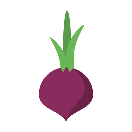 Onion fresh vegetable isolated vector illustration graphic designのイラスト素材
