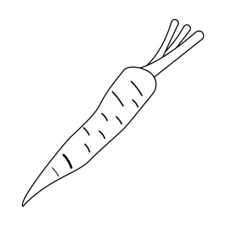 Carrot vegetable fresh food isolated vector illustration graphic designのイラスト素材