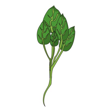 Spinach herbal leaves cartoon vector illustration graphic designのイラスト素材