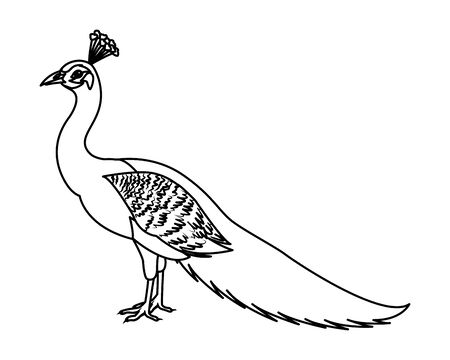 peacock bird icon cartoon isolated in black and white vector illustration graphic designのイラスト素材