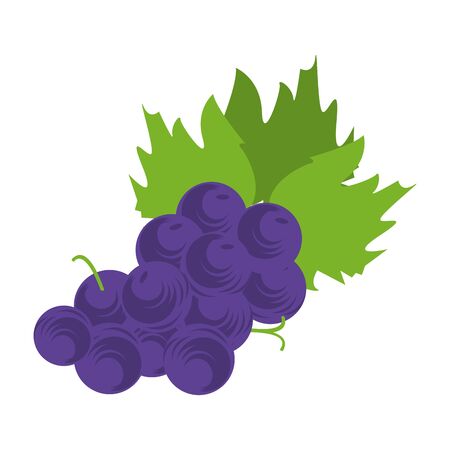 bunchs of grapes icon over white background, colorful design vector illustrationのイラスト素材