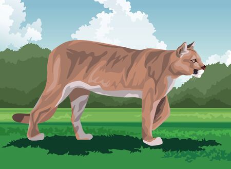 wild cougar feline in the field vector illustration designのイラスト素材