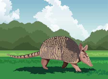 wild armadillo in the field vector illustration designのイラスト素材