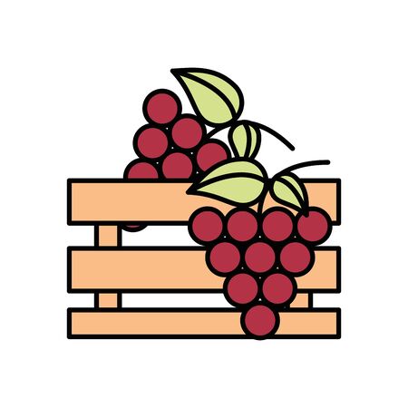 grapes fresh fruits in wooden basket vector illustration designのイラスト素材