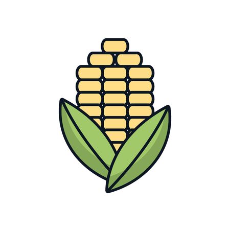 corn cob vegetable isolated icon vector illustration designのイラスト素材