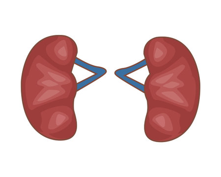 human kidneys organ isolated icon vector illustration design
