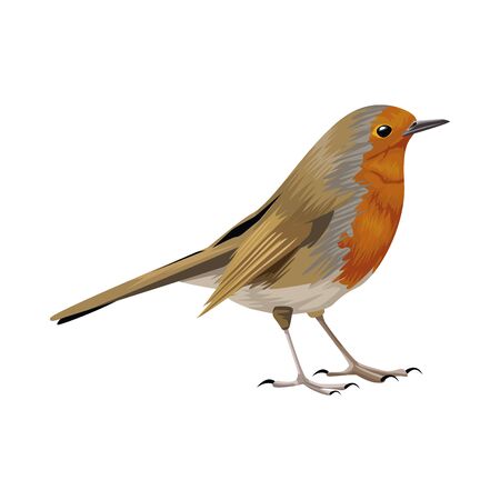 beautiful bird animal isolated icon vector illustration designのイラスト素材