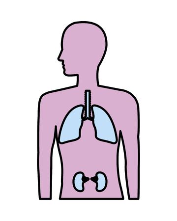 human anatomy with lungs and kidneys vector illustration designのイラスト素材