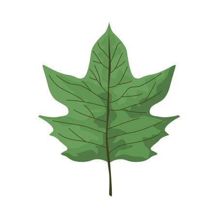 tropical leaf palm nature icon vector illustration designのイラスト素材