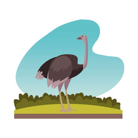 wild ostrich animal nature icon vector illustration designのイラスト素材