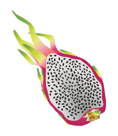 fresh and delicious dragon fruit half exotic icon vector illustration designのイラスト素材