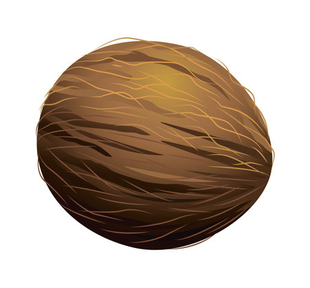 fresh and delicious tropical coconut fruit vector illustration designのイラスト素材