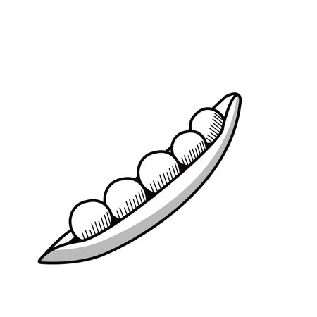 fresh beans vegetable drawn icon vector illustration designのイラスト素材