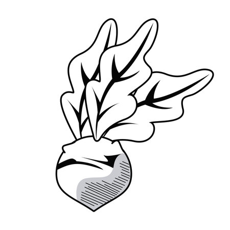 fresh eggplant vegetable drawn isolated icon vector illustration designのイラスト素材