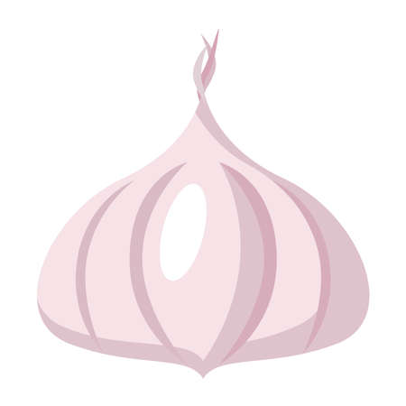 garlic fresh vegetable healthy foodのイラスト素材