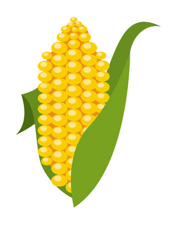 corn cob vegetable nature iconのイラスト素材