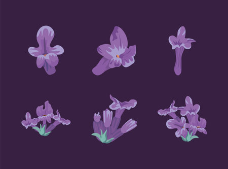 six lavender flowersのイラスト素材