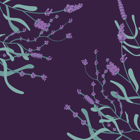 lavender flowers purpleのイラスト素材