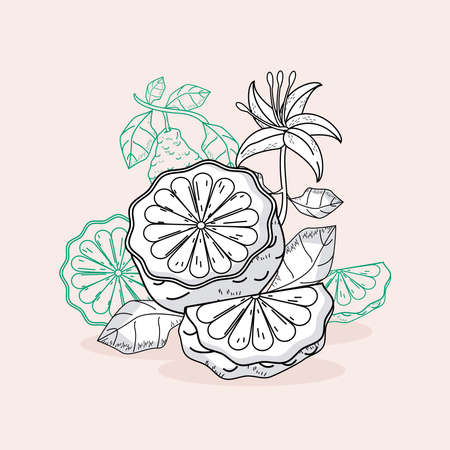 bergamot sketch iconsのイラスト素材