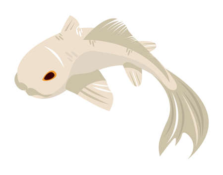 white koi fishのイラスト素材