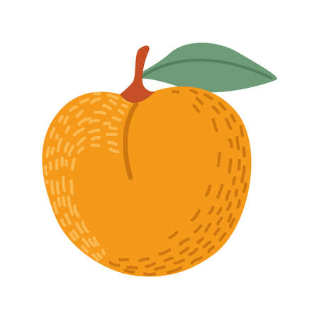 orange fresh fruitのイラスト素材