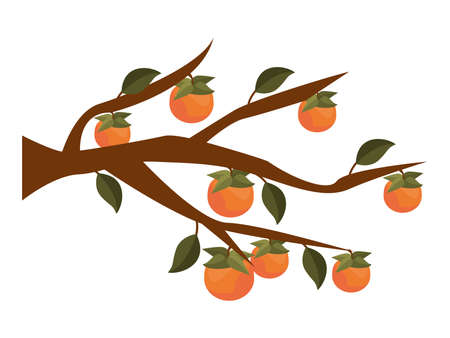 orange tree branchのイラスト素材