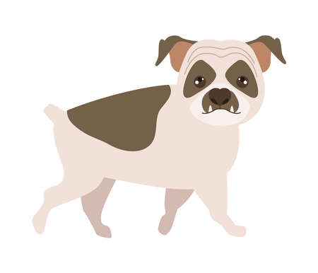 bulldog pet characterのイラスト素材