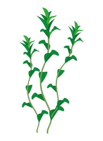underwater grass sealifeのイラスト素材