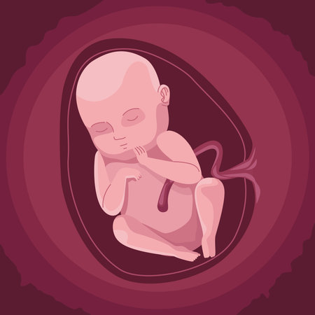 baby inside the wombのイラスト素材