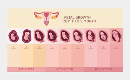 uterus and fetal growthのイラスト素材
