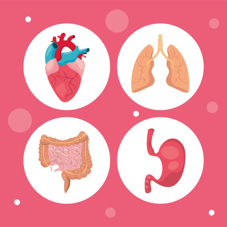 System human bodyのイラスト素材