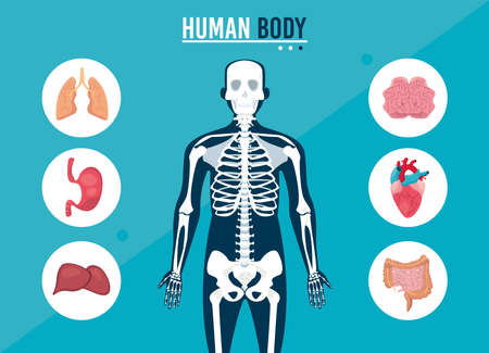Human bones illustrationのイラスト素材