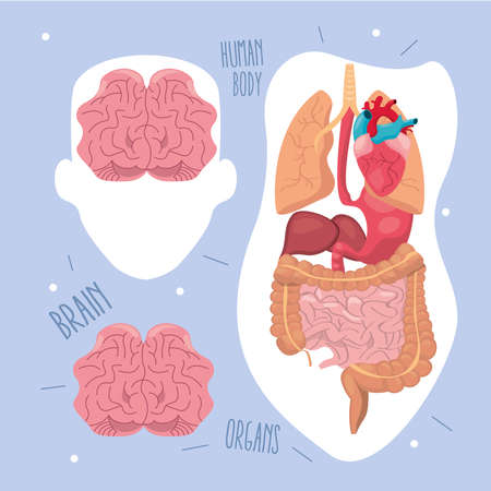 Human organs and brainsのイラスト素材