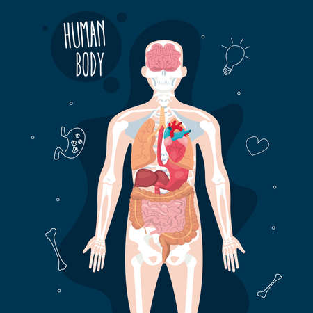 Anatomy body designのイラスト素材