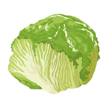 fresh cabbage vegetableのイラスト素材