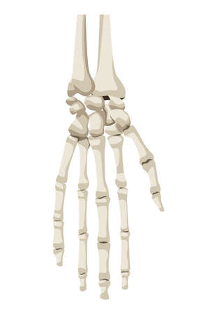 hand human bonesのイラスト素材