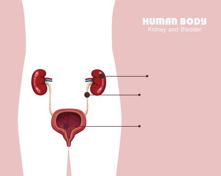 kidney and bladder