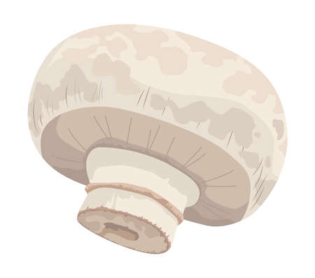 healthy mushroom vegetableのイラスト素材