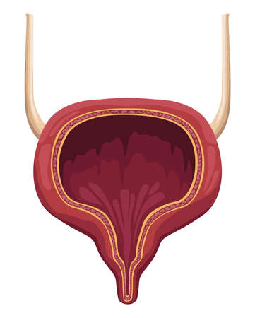 bladder realistic human organのイラスト素材