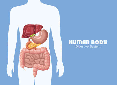 digestive system in bodyのイラスト素材