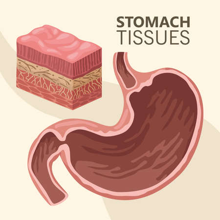 stomach tissues realistic organのイラスト素材