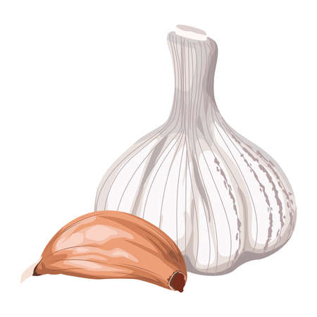 healthy garlics vegetableのイラスト素材