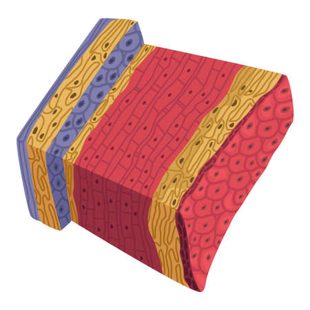 heart tissues organのイラスト素材